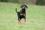 DOBERMANN 320